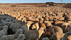 Medium_522399-sheep-on-a-farm-at-mt-eba