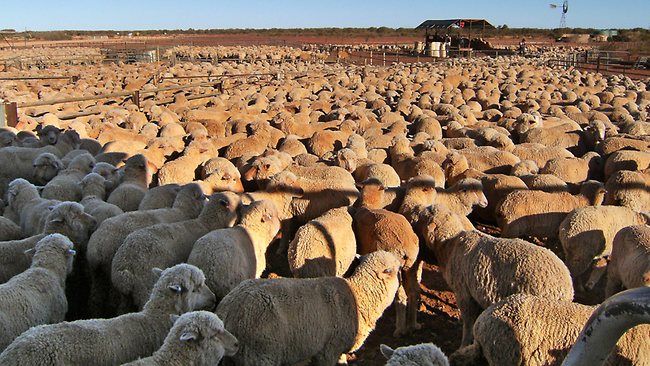 sheep farming in australia