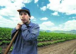 Medium_campo_paonecopiar