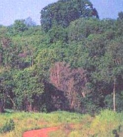 Medium_eth_gambella_forests