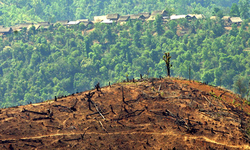 Medium_teak-deforestation-burma