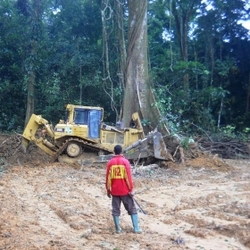 Medium_clearing_forest_fabe_june_2011