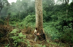 Medium_nigeria-forest