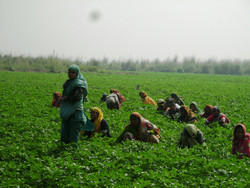 Medium_bangladeshwomenfarmers6401-629x472