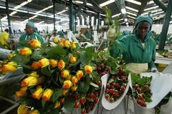 Medium_karuturi-global-factory-workers-process-roses-africa-by-simon-maina-afp