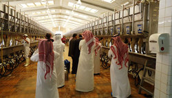Medium_almarai