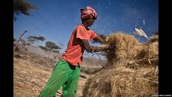 Medium_harvest_hay