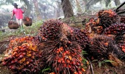 Medium_palm-plantation-bogor-west