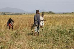 Medium_mozambique