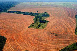 Medium_brazil-soybean-farm