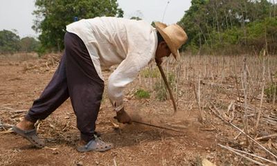 Priced out … Guatemalan farmer Victor Manuel Vasquez tends his land. Industrial plantations are affecting livelihoods. Photograph: Juan Manuel Barrero Bueno/Oxfam