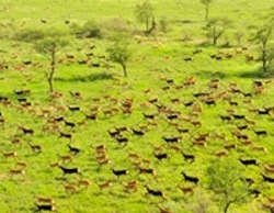 Medium_white_eared_kob_migration_200