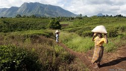 Medium_mozambique-agriculture