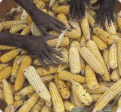 Medium_crisis alimentaria