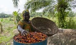 Medium_oil-palm-sierra-leone