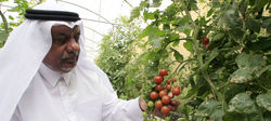 Medium_qatar-securite-alimentaire