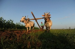 Medium_naypydidaw-burma