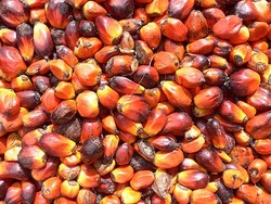 Medium_20090325-oil-palm-kernels