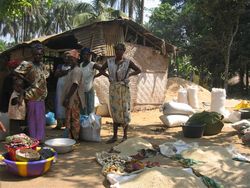 Medium_guinee_d__cortiqueuses_du_riz_de_mangrove_cavalier_mathilde_afd