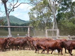 Medium_cattle-iffco-australia
