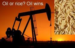 Medium_saudi_rice_or_oil
