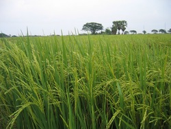 Medium_thai-rice-plants