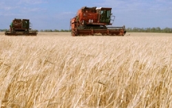 Medium_russian-combines-in-the-fiels-at-harvest