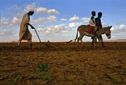 Medium_a_safe_bet__farmland_in_africa_is_being_bought_up__1914095837