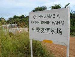 Medium_china_zambiafriendshipfarmcrop