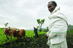 Medium_ethiopia-international livestock research institute