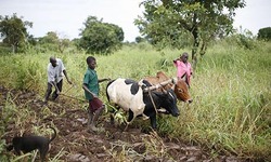 Medium_africa-farmers