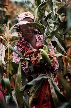 Medium_women_in_mozambique_with_maize