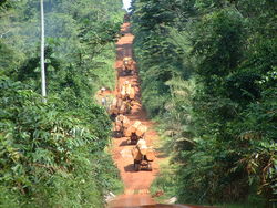 Medium_cameroun-trafic_bois-2