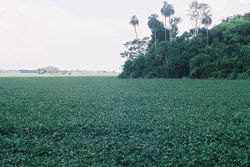 Medium_soja_en_paraguay_02