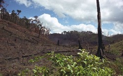 Medium_deforestation_madagascar