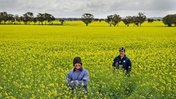 Medium_australia-stockinbingal