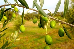 Medium_cape-olive-holdings