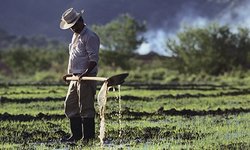 Medium_colombian-rice-farmer-001