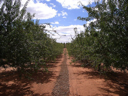 Medium_almond-farm-australia