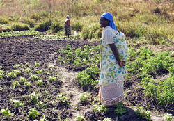 Medium_mulheres-mocambique