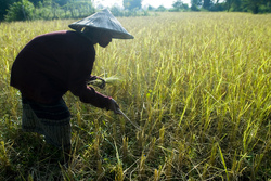 Medium_champassak-laos