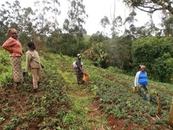Medium_women-field-hearing-participants-harvesting-vegetable-in-nso-o-doh-village-629x472
