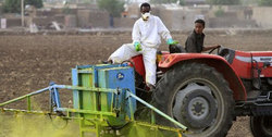 Medium_farm