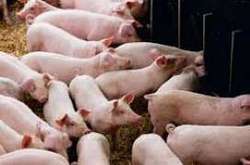 Medium_pigs