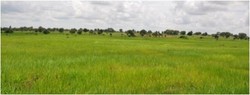 Medium_local-rice-465x176