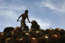 Medium_palm-oil-indonesia