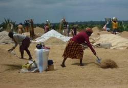 Medium_ghana-rice-drying_0