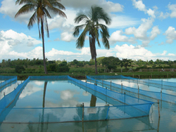 Medium_zambia-aquaculture