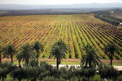 Medium__31636_morocco-agriculture