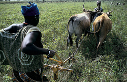 Medium_035-mali_womanfarmerimageraywitlinworldbank